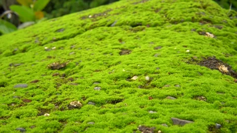 Green Moss Covering Ancient Stone Wall Stock Footage 340889034