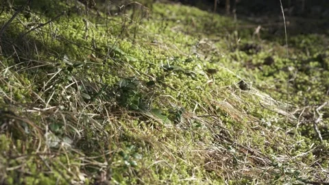 Green moss covering forest floor Video stock 323969643