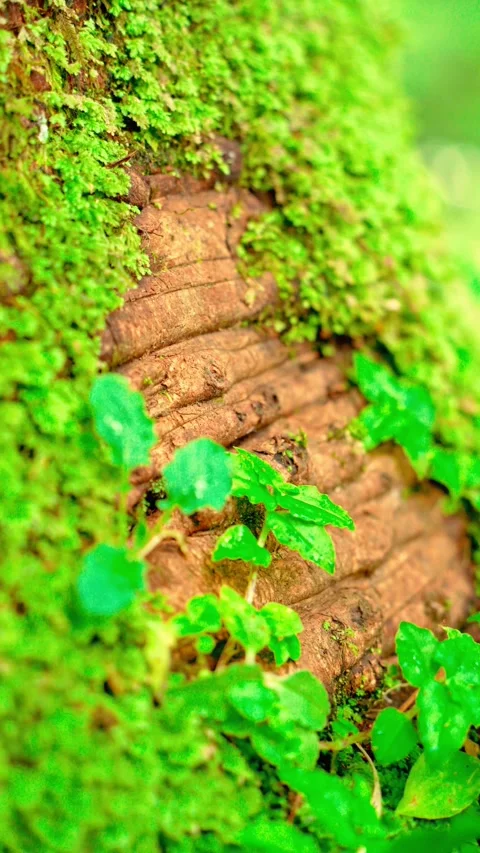 Green moss covering old tree bark Vídeo Stock 333500053