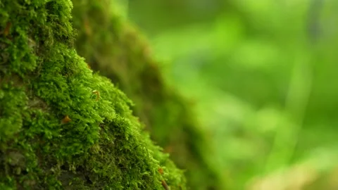 Green Moss Covering Tree Trunk With Bokeh Forest Background, Macro Shot shallow Stock Footage 336465168