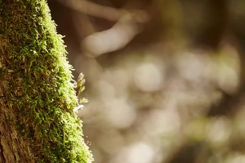 Green moss covering tree trunk in forest right copy space, green forest pur.. Stock Photos