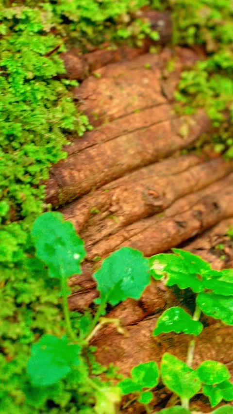 Green moss covering weathered tree bark Vídeo Stock 333499628