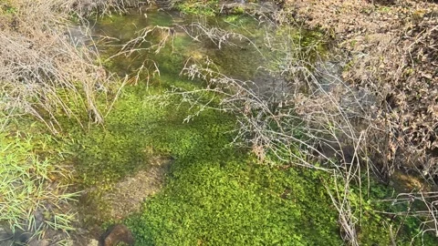 Green moss covers shallow, flowing water. Mount Rtanj Area, Serbia Vidéo 331278659
