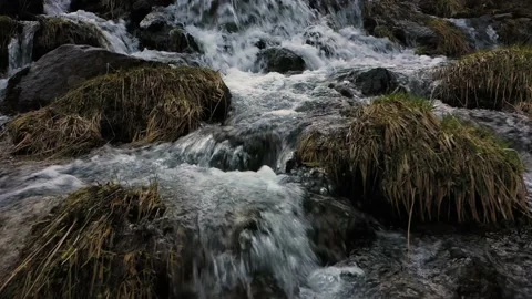 Green moss in creek Stock Footage 170799044