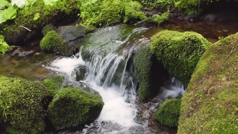 Green moss in creek Stock Footage 171447047