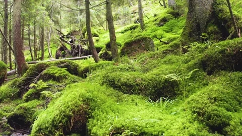 Green moss in creek Stock Footage 171447201