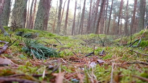 Green moss, Dancing forest in park Curonian spit Video stock 87500017