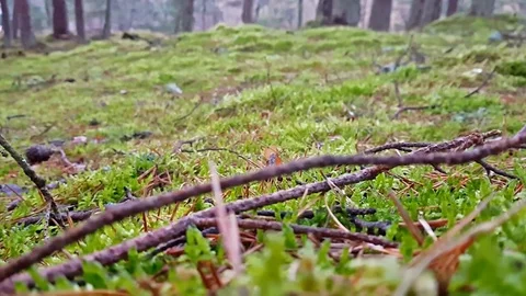 Green moss, Dancing forest in park Curonian spit Video stock 87500165