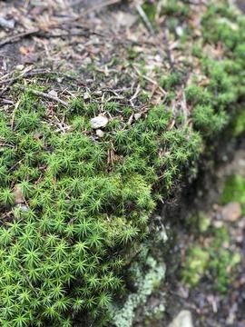 Green Moss in Dark Forest Stock Photos