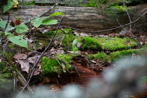 Green Moss On A Decaying Forest Log Фото
