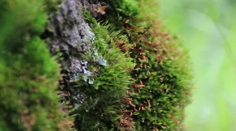 Green moss on defocused bokeh background Stock Footage 51823439