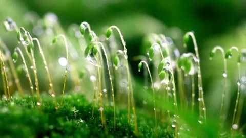 Green moss with dew droplets in a forest background Video stock 332279065
