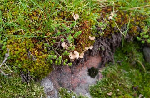 Green moss different types on granite stones, small sprouting mushrooms, diff Foto stock