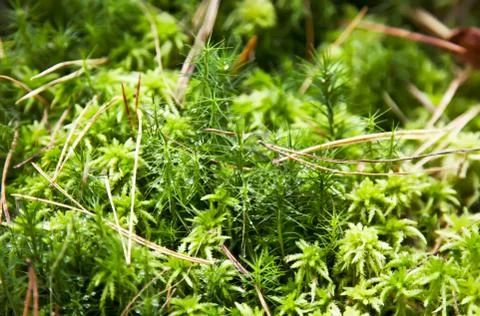 Green moss with drops of dew on it Stock-Fotos