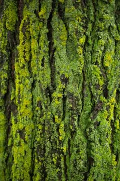 Green moss on Elm tree trunk texture Stock Photos