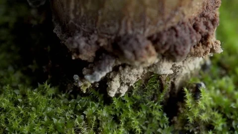 Green moss extreme close up background stock footage Stock Footage 81206241