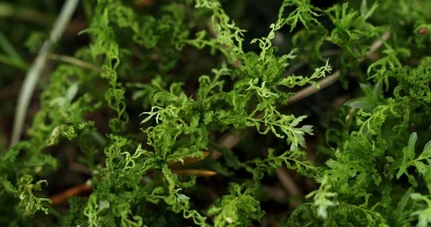 Green moss extreme close up background Video stock 95314370