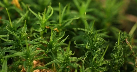 Green moss extreme close up background Stock Footage 95316215