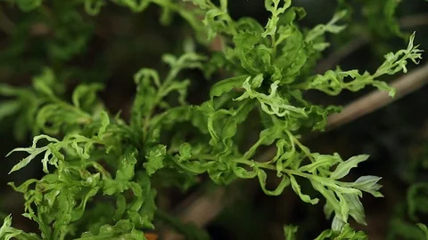 Green moss extreme close up background Stock Footage 95316695