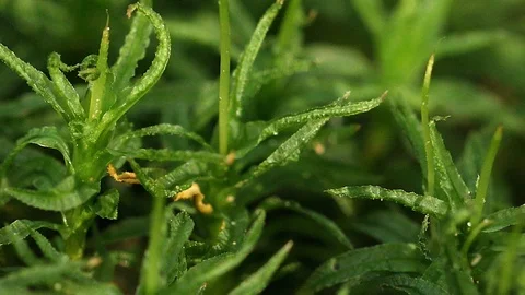 Green moss extreme close up background Video stock 95317058