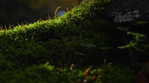 Green moss with fallen leaf illuminated by sun rays in autumn forest. Stock Footage 254064628