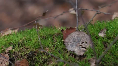 Green moss with fallen leaves in an autumn forest. smooth cinematic slide Stock Footage 322020135