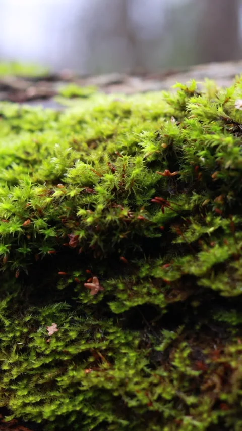 Green moss on fallen log, macro slider motion. Vertical Stock Footage 342936571