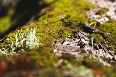Green moss on a fallen tree close-up Stock Photos