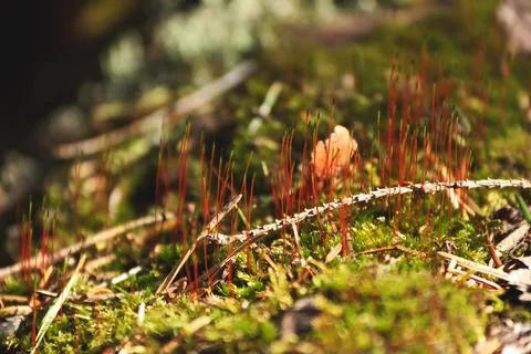 Green moss on a fallen tree close-up Stock Photos