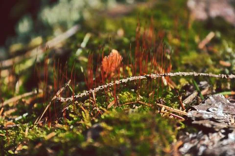 Green moss on a fallen tree close-up Stock Photos
