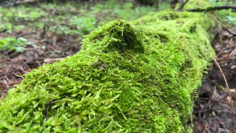Green moss on a fallen tree in a deciduous forest. Spring calm outdoors Stock Footage 239562208