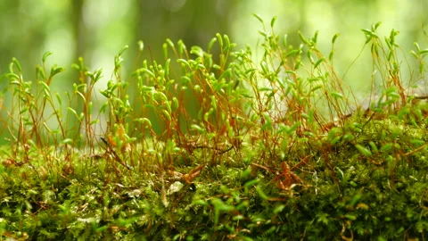 Green moss on a fallen tree on a Sunny day Stock-Footage 132183347