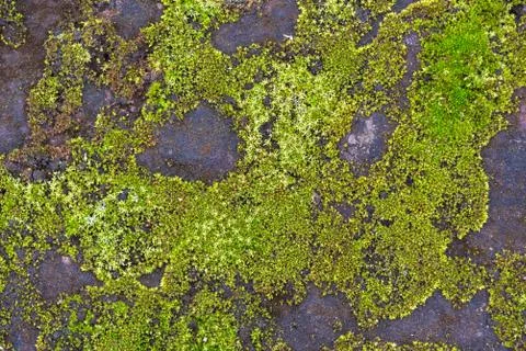 Green moss on a flat stone texture Stock-Fotos