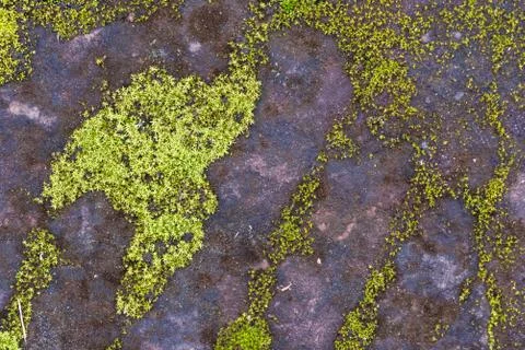 Green moss on a flat stone texture 스톡 사진