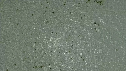 Green moss floating from a very clear water in the ocean Stock Footage 113346558