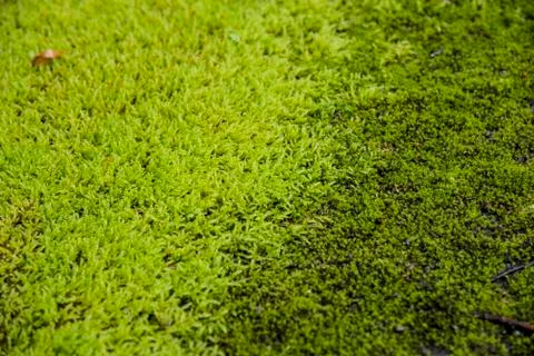 Green moss on the floor Stock Photos
