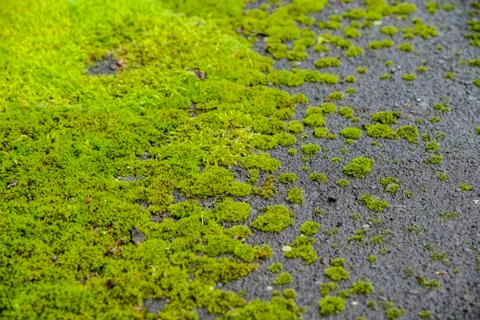 Green moss on the floor Stock Photos