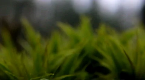 Green moss Stock Footage