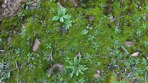 Green Moss Vidéo 19542770
