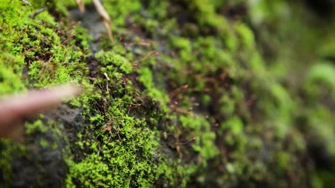 Green moss Video stock 245583799