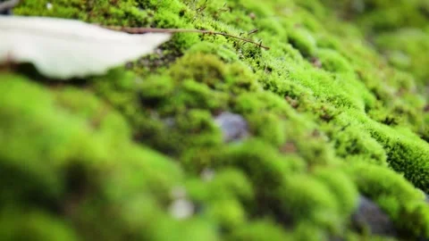 Green moss Stock Footage 245583807
