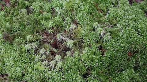 Green moss Video stock 296820995