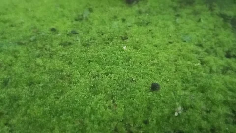 Green moss 库存影片 329022276