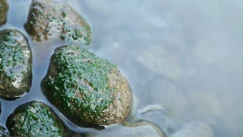 Green moss Stock Footage 337844732