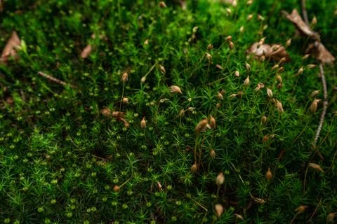 Green moss in forest background closeup texture Stock Photos