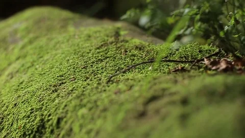 Green moss, forest, brush 스톡 동영상 82816488