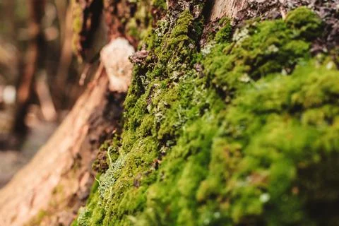 Green moss in forest close up Foto stock