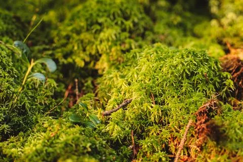 Green moss in forest close up Stock Photos