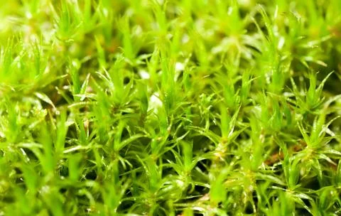 Green moss in forest close view Stock Photos
