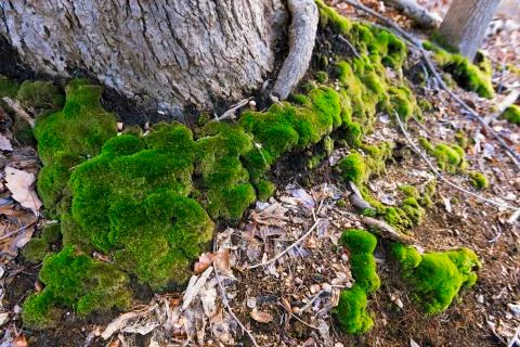 Green moss on the forest floor in a springtime. Stock Photos
